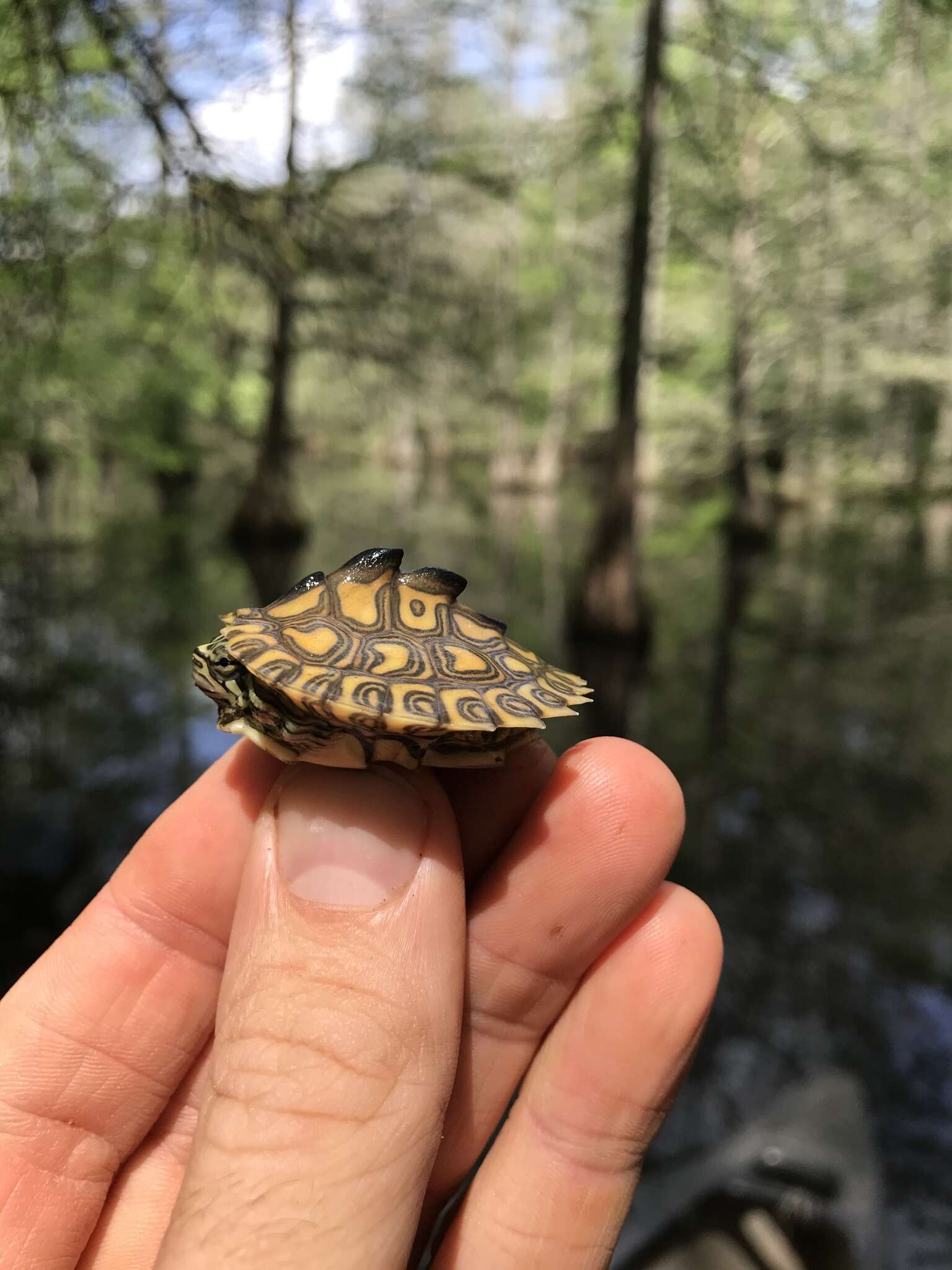 Image of Yellow Blotched Sawback