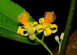 Image of Grewia eriocarpa Juss.