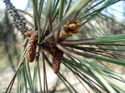 Image of Torrey pine