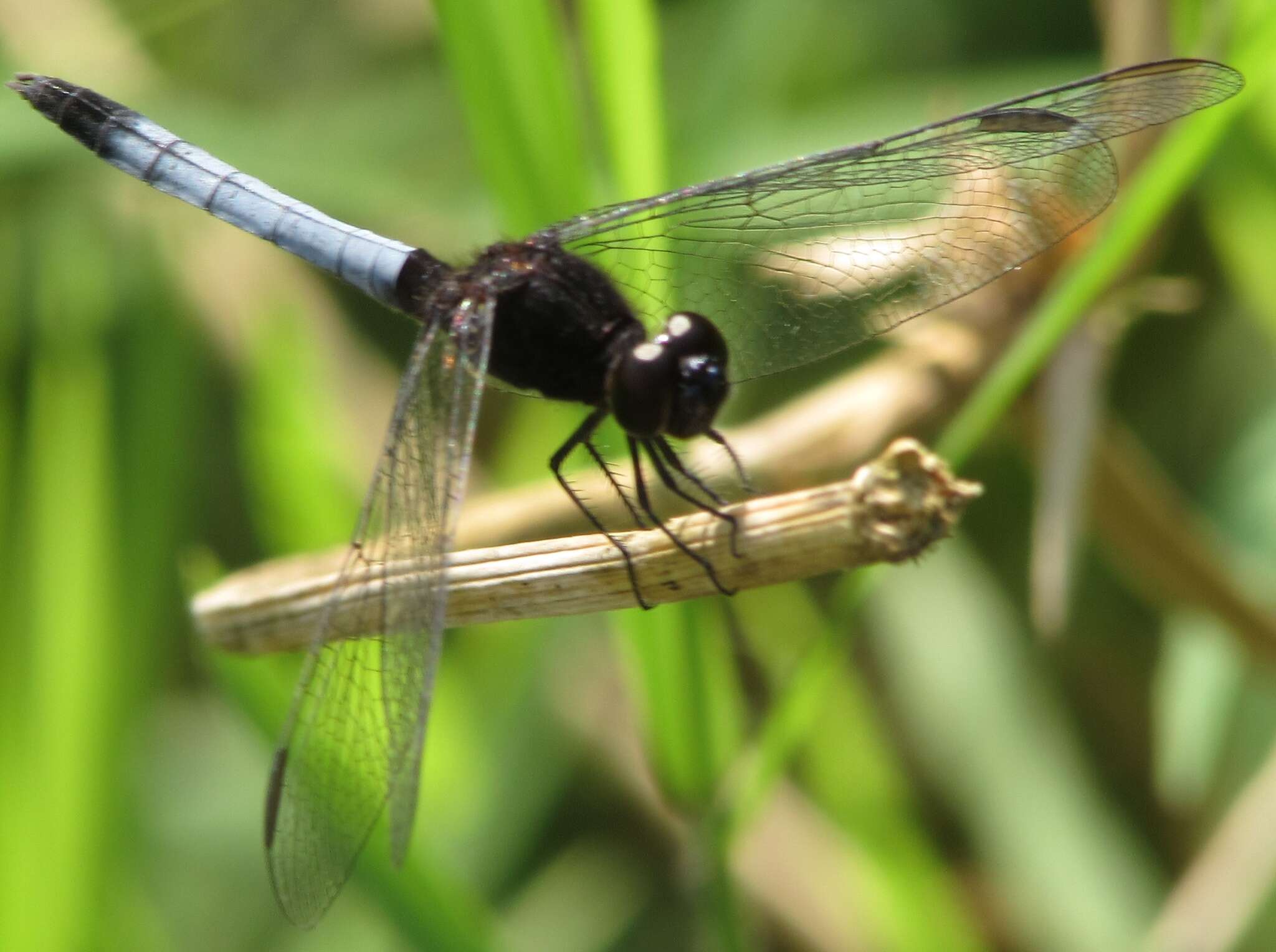 Sivun Erythrodiplax basifusca (Calvert 1895) kuva