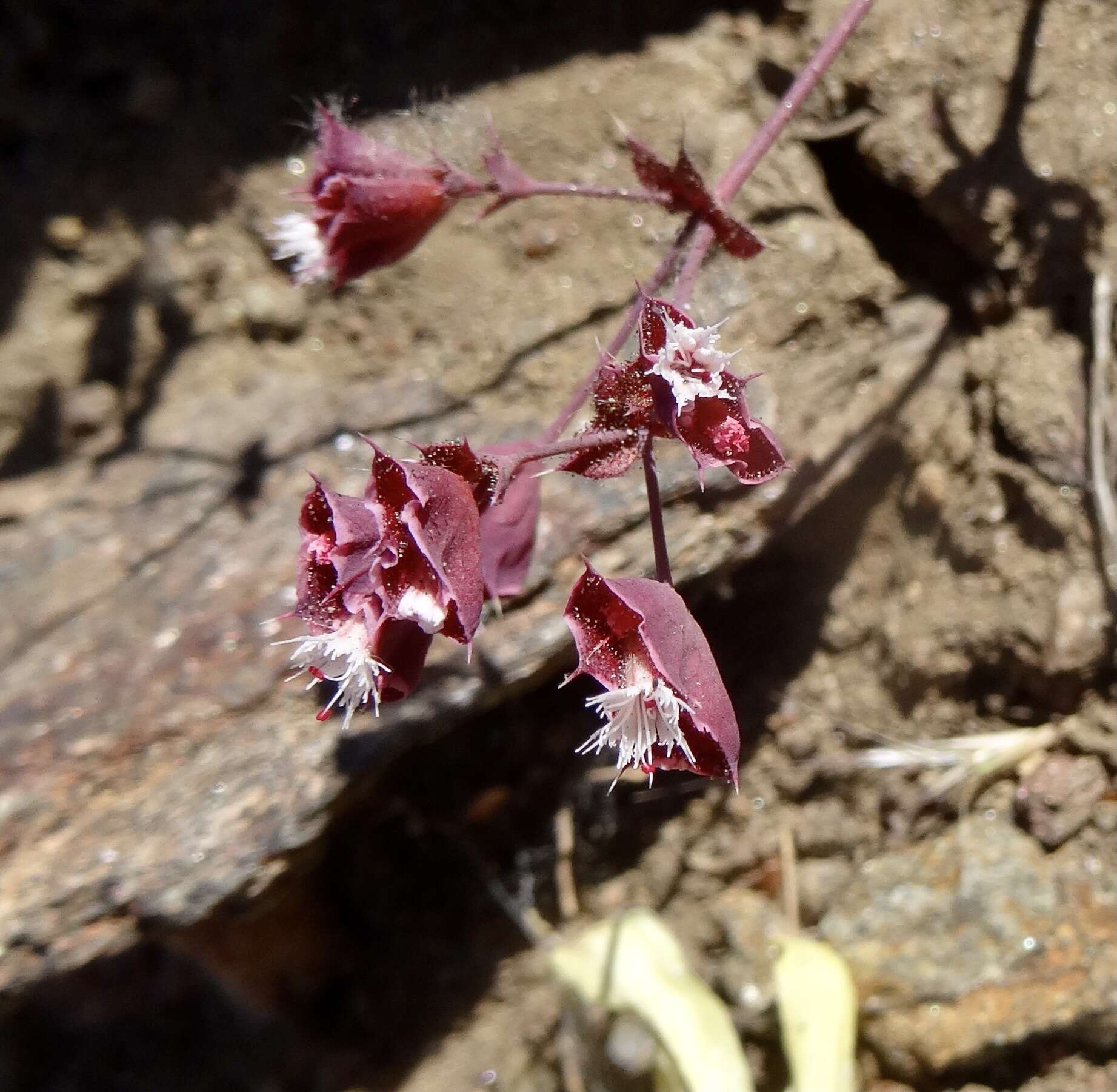 Image de Sidotheca emarginata (H. M. Hall) Reveal