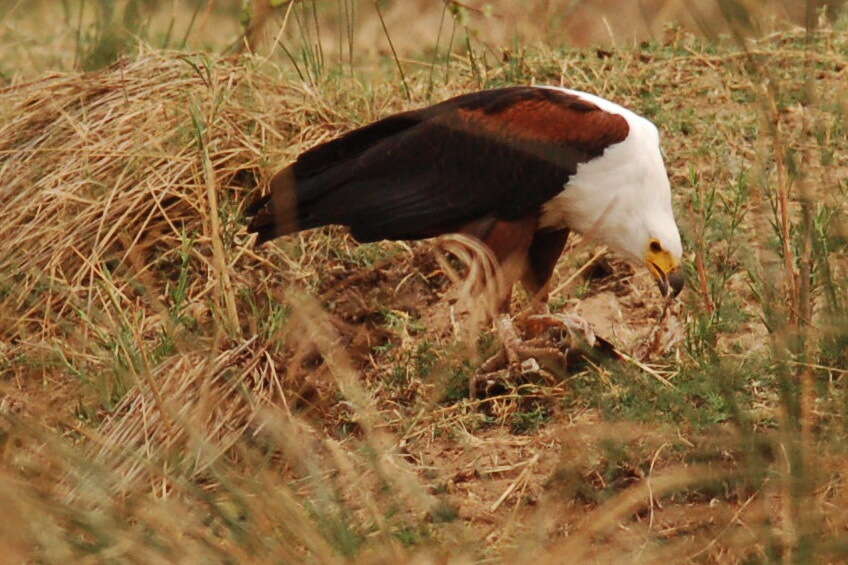 Image of African Fish Eagle