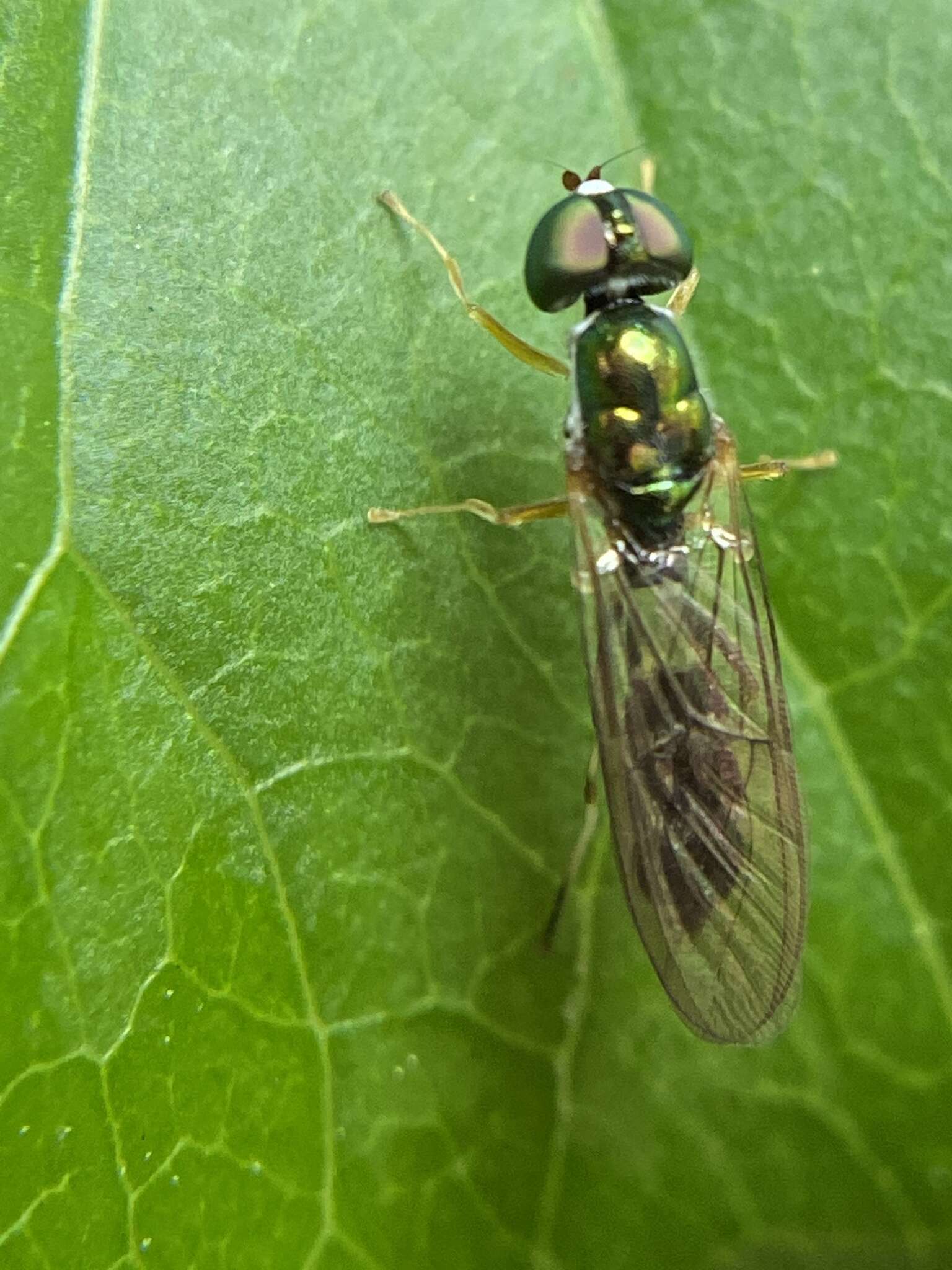 Sargus fasciatus Fabricius 1805 resmi