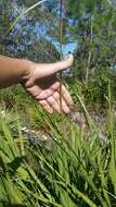 Plancia ëd Andropogon floridanus Scribn.