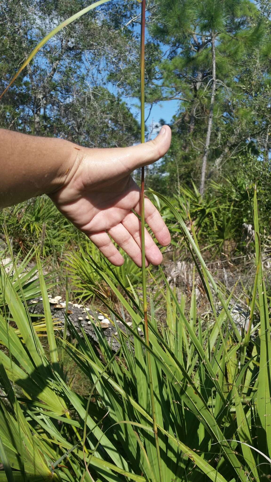 Plancia ëd Andropogon floridanus Scribn.