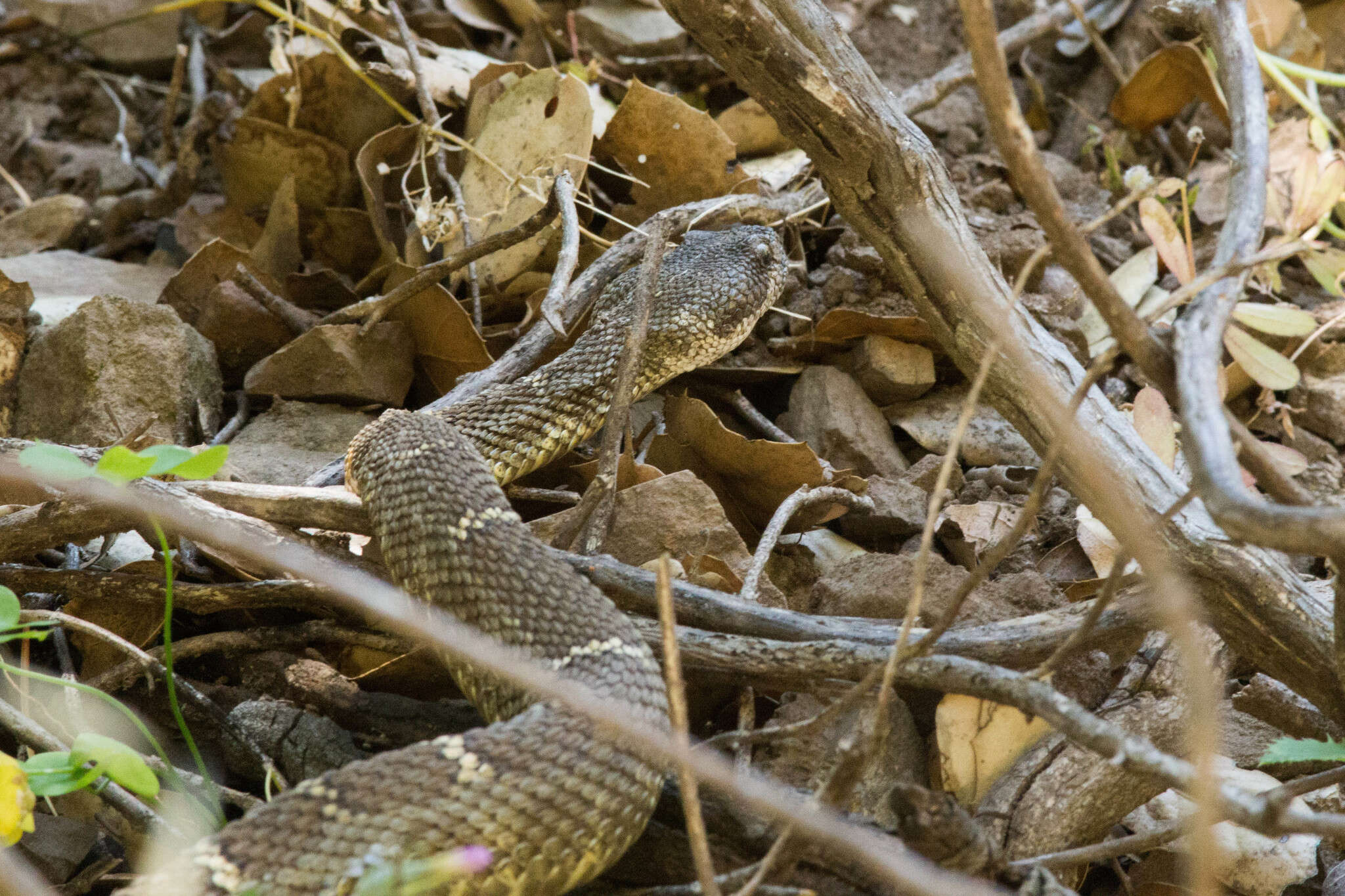 Image of Crotalus oreganus oreganus Holbrook 1840