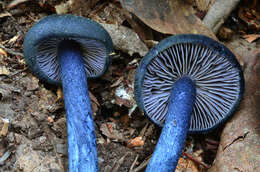 Image of Entoloma subcarneum (Largent) Blanco-Dios 2015