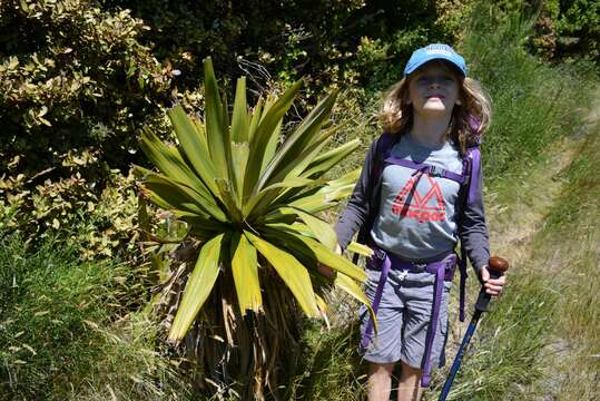 Image of Cordyline indivisa (G. Forst.) Endl.