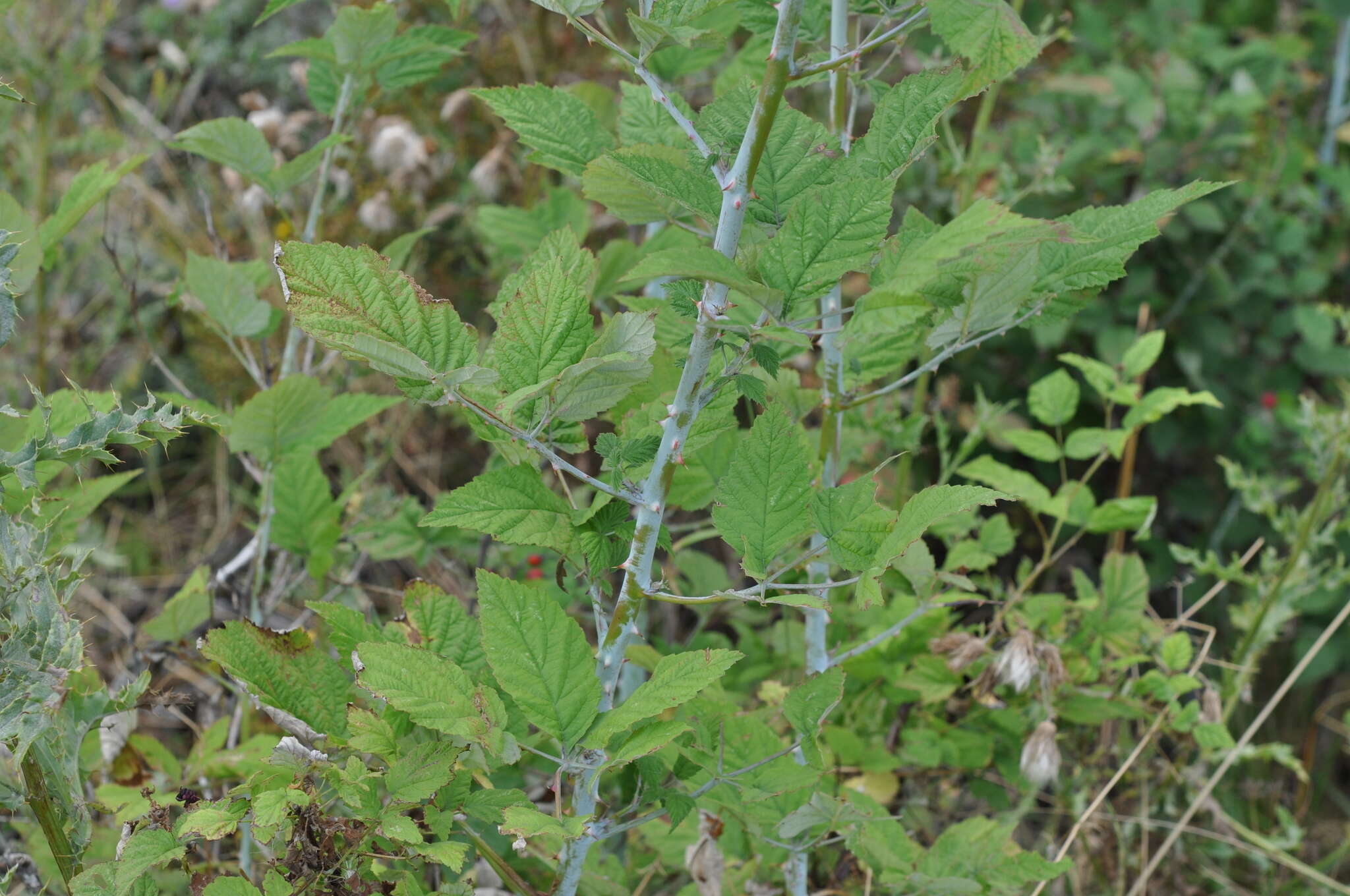 Image de Rubus leucodermis Dougl. ex Hook.