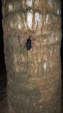 Image of Palm weevil