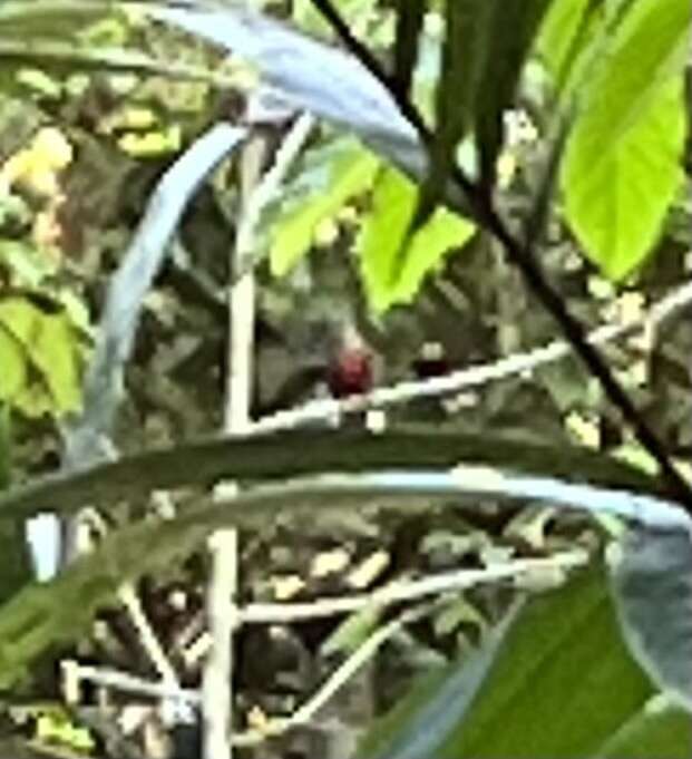 Image of Crimson-bellied Parakeet