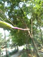 Image of Tillandsia botterii É. Morren ex Baker