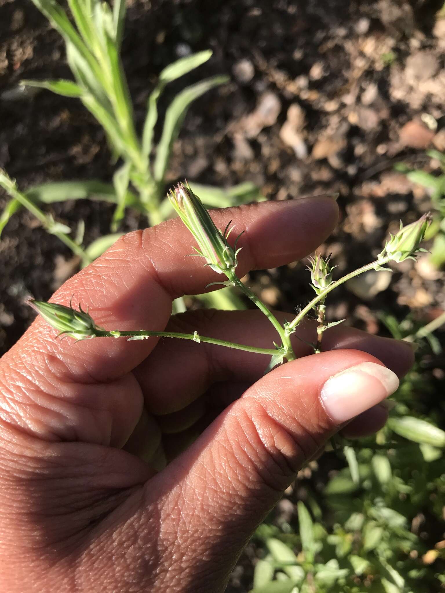 Image of California plumeseed