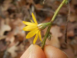 Image of Texas chrysopsis