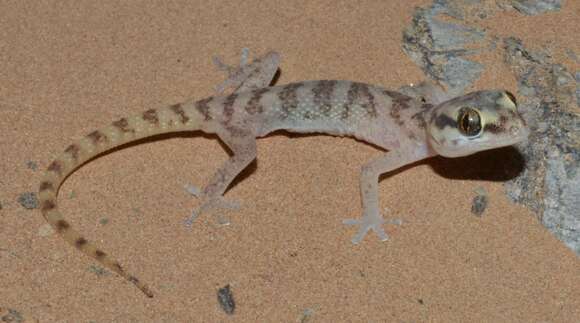 Image of Ai-Ais Thick-toed Gecko