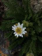 Leucheria salina (Remy) P. Dusen resmi