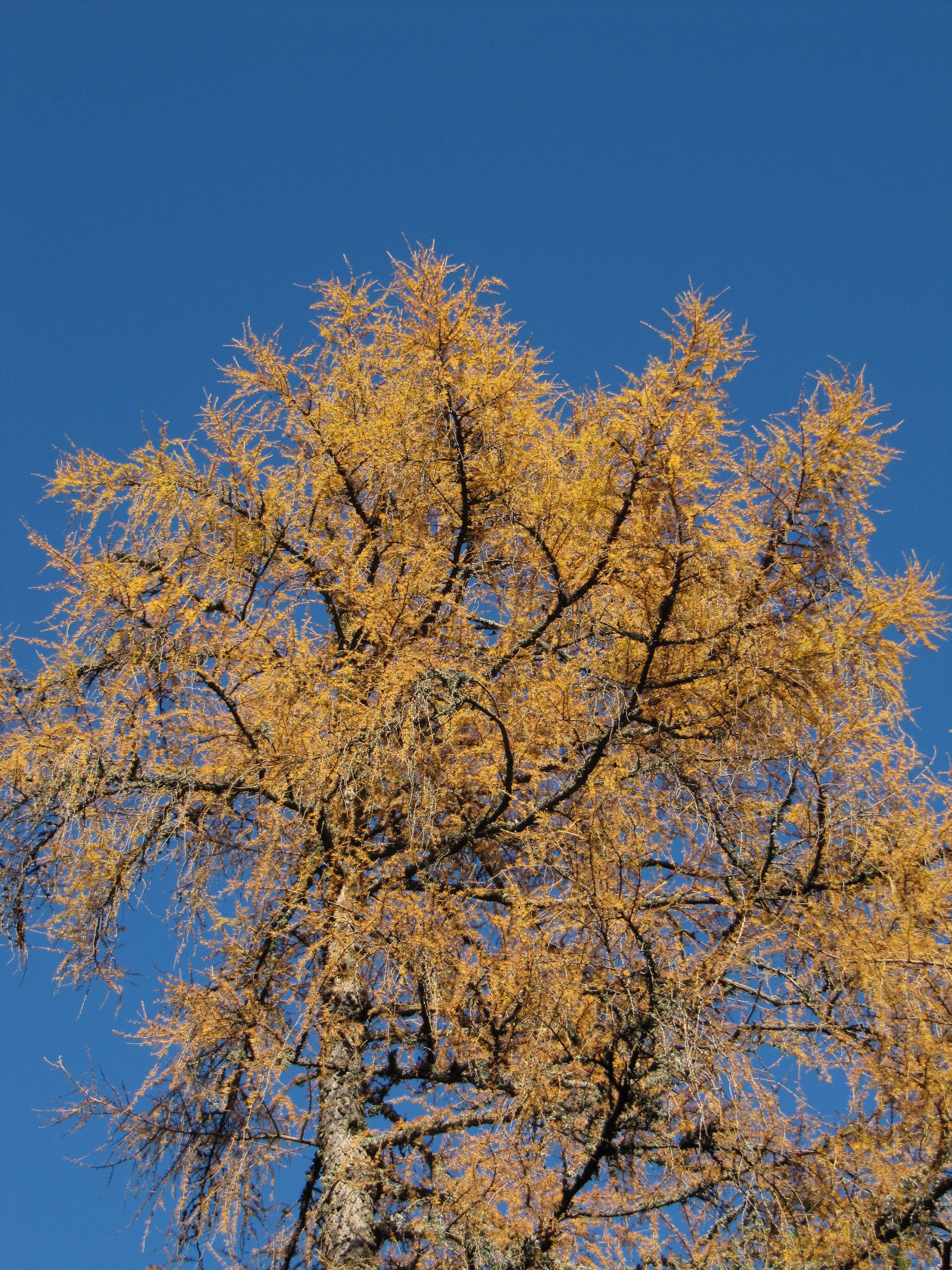 Plancia ëd Larix decidua Mill.