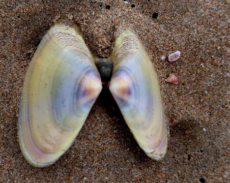 Image of giant South African wedge clam