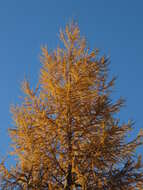 Image of European Larch