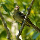 Image of Small-headed Elaenia