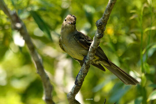 Image of Small-headed Elaenia