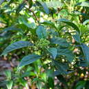 Sivun Psychotria ligustrifolia (Northr.) Millsp. kuva