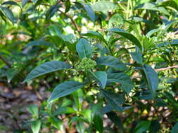 Image of Bahama Wild Coffee