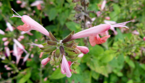 Image of Red sage