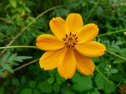 Image of sulphur cosmos