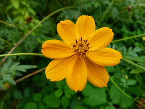 Image of sulphur cosmos