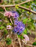 Image of Memecylon umbellatum Burm. fil.