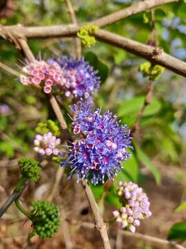 Image of Memecylon umbellatum Burm. fil.