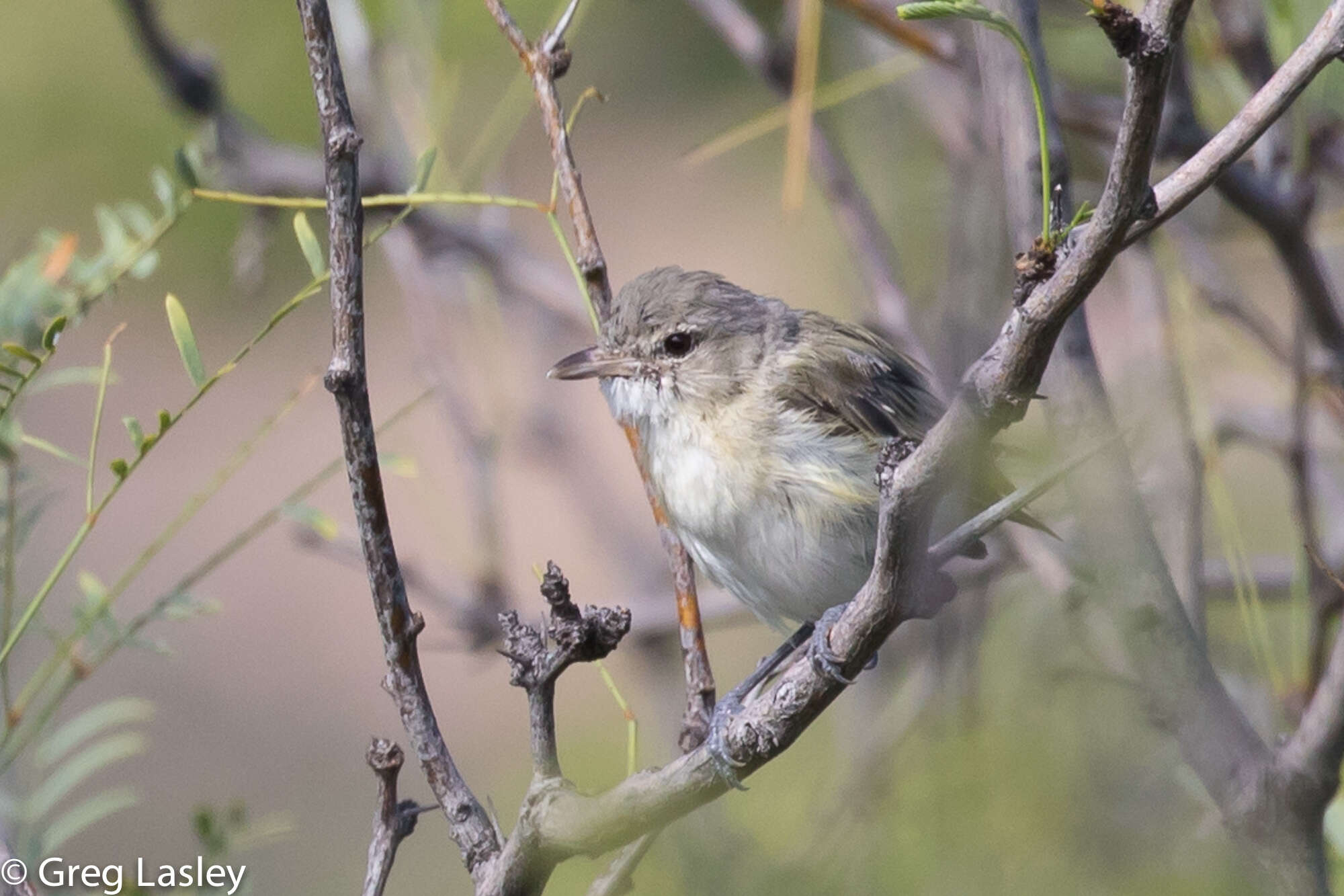 Image of Bell's Vireo