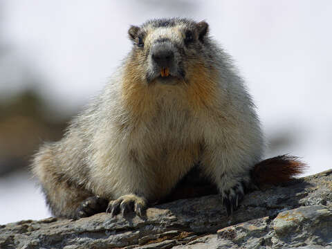 Image of Marmota subgen. Petromarmota Steppan et al. 1999