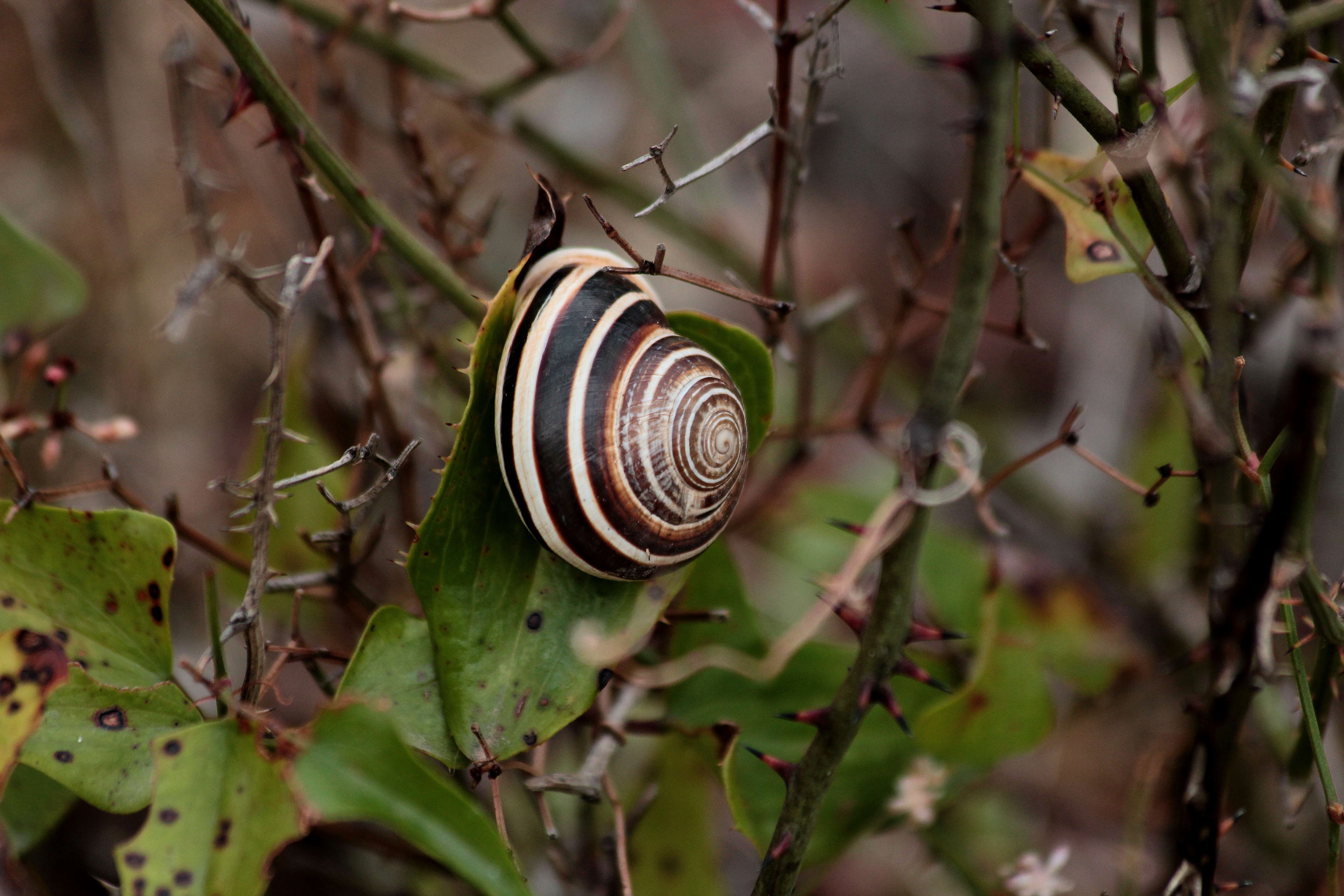 Image of Brown Lipped Snail