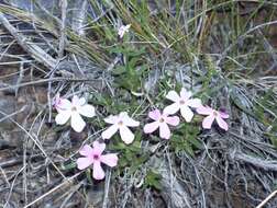 Image of cold-desert phlox