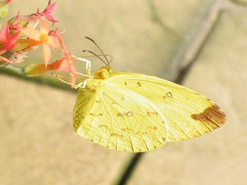 Image of <i>Eurema <i>floricola</i></i> floricola