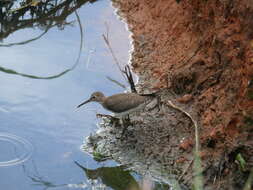 Image of Solitary Sandpiper