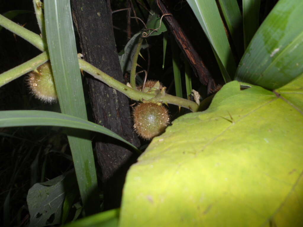 Image of Solanum hirtum Vahl