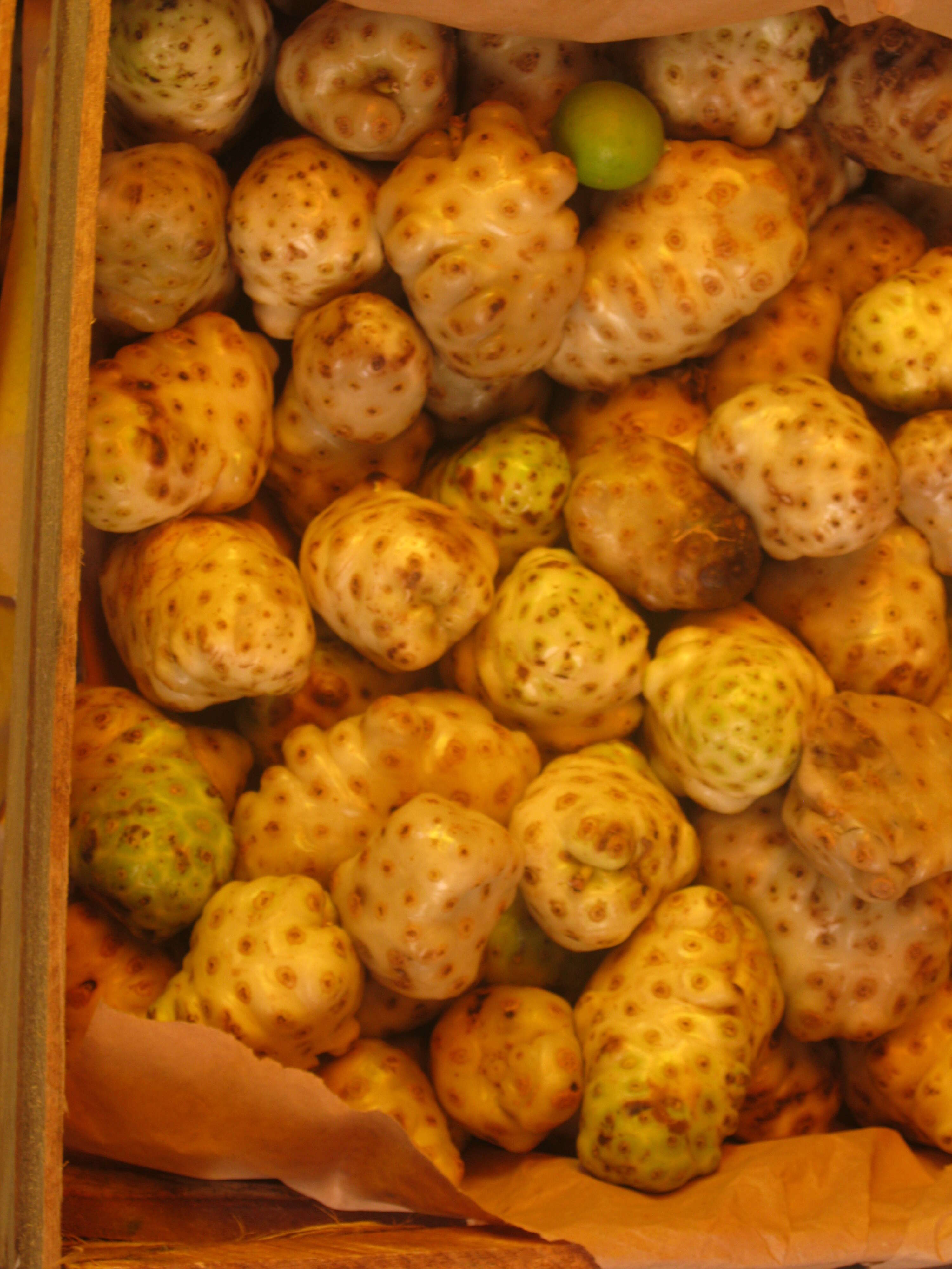 Image of Indian mulberry