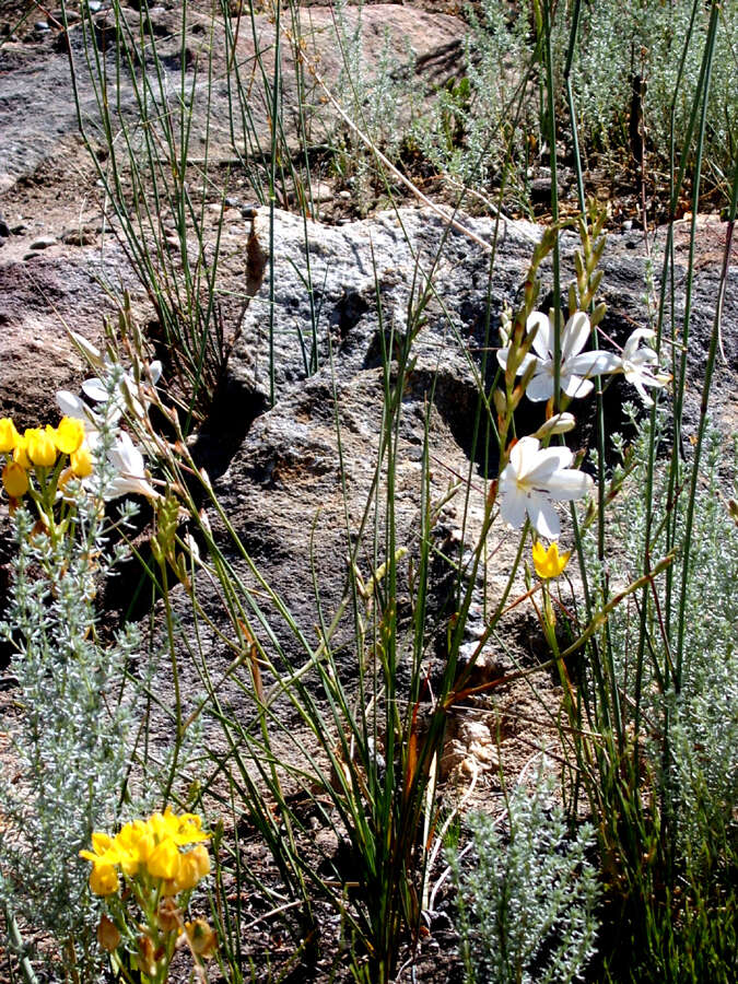 Image of Tritonia bakeri subsp. bakeri