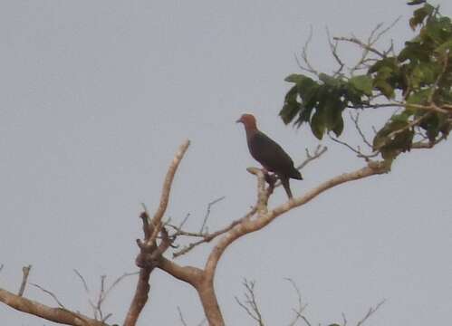 Image of Western Bronze-naped Pigeon