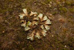 Image of Riccia lamellosa Raddi