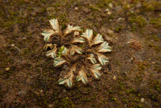 Image de Riccia lamellosa Raddi