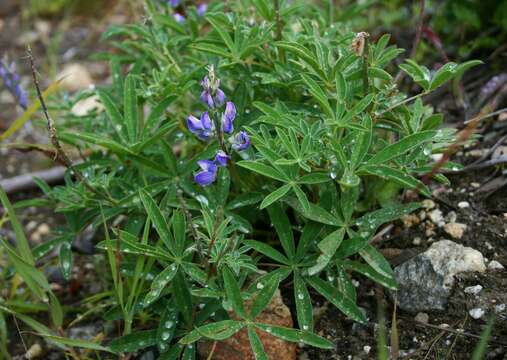 صورة Lupinus arcticus S. Watson