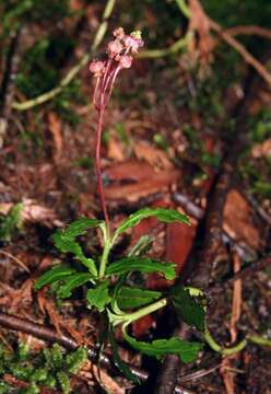 Image of pipsissewa