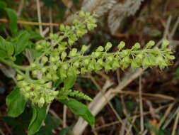 Image of holy basil