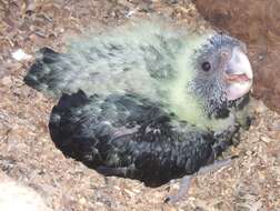 Image of cockatoos