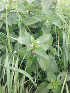 Image of lesser hemp-nettle