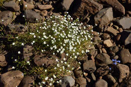 Image of Regel's chickweed